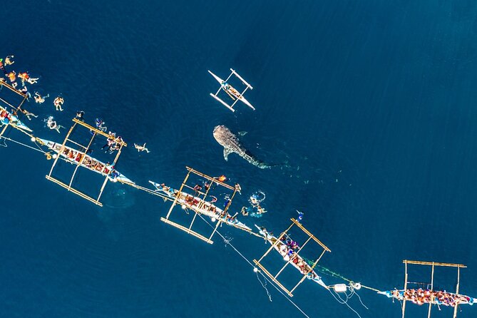 Oslob Whale Shark Private Tour with Sumilon & Tumalog Falls - Why this Cebu day trip starts before sunrise