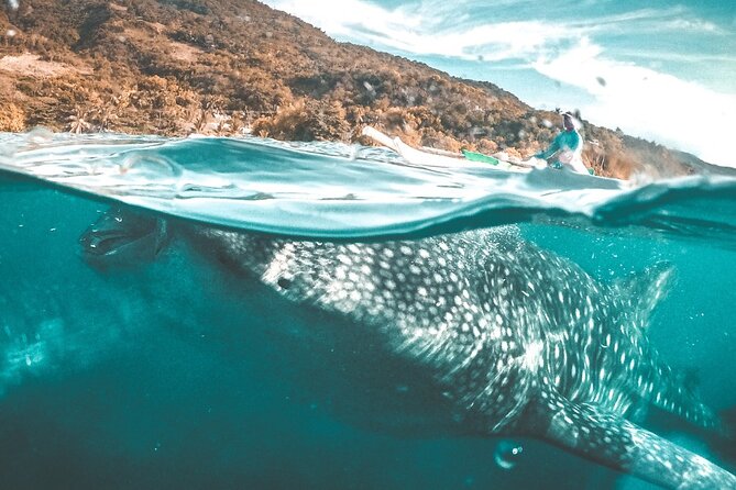 Oslob Whale Shark Private Tour with Sumilon & Tumalog Falls - Two hours on Sumilon Island