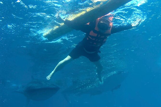 Oslob Whale Shark Snorkeling & Kawasan Canyoning Tour - Why this Cebu day trip packs in so much
