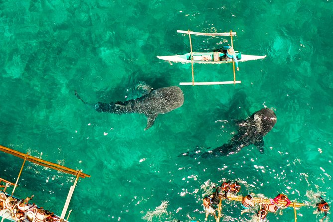 Oslob Whale Shark Snorkeling & Kawasan Canyoning Tour - From marine wildlife to Kawasan’s river pools