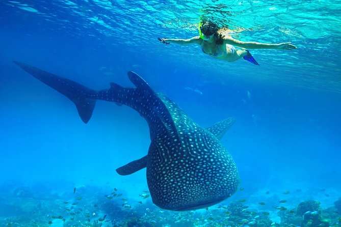 Oslob Whale Shark Snorkeling & Kawasan Canyoning Tour - The 3 a.m. pickup and the road to Oslob