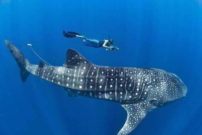 Oslob Whale Shark Snorkeling & Pescador & Sardine Run & Turtle - Why Cebu’s marine life makes this such a big day