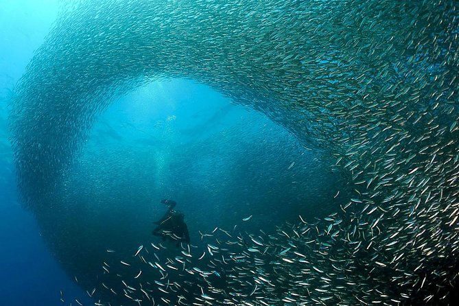 Oslob Whale Shark Snorkeling & Pescador & Sardine Run & Turtle - The 3:30 a.m. pickup and the long road south