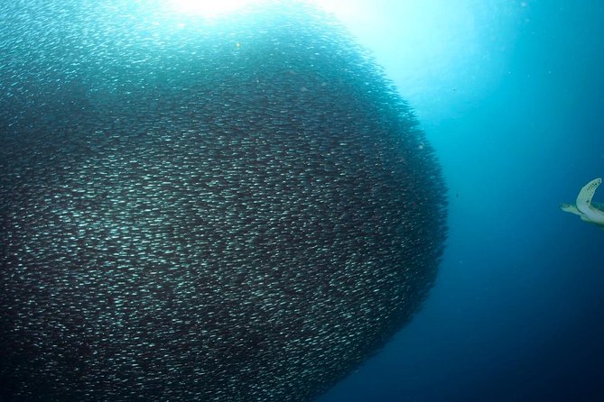 Oslob Whale Shark Snorkeling & Pescador & Sardine Run & Turtle - Tumalog Falls adds a cool break from the queue