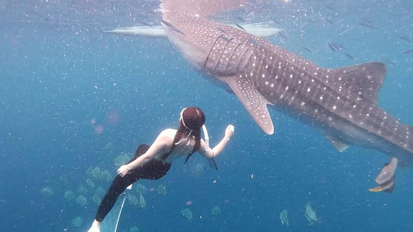 Oslob Whale Shark Swimming & Kawasan Falls Canyoneering - What to pack for comfort and safety