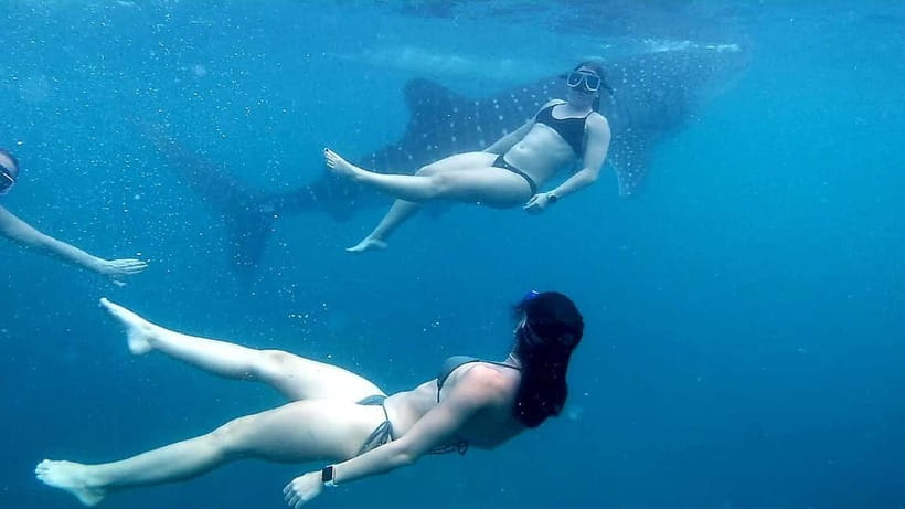 Oslob: Whale Shark Tour with Sumilon & Moalboal Snorkeling - Moalboal’s Sardine Run and turtle snorkeling