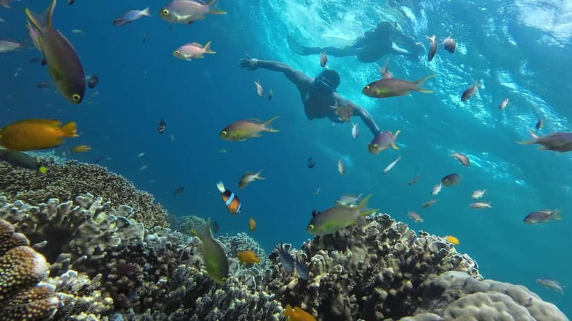 Oslob: Whale Shark Tour with Sumilon & Moalboal Snorkeling - What the $81 price really covers
