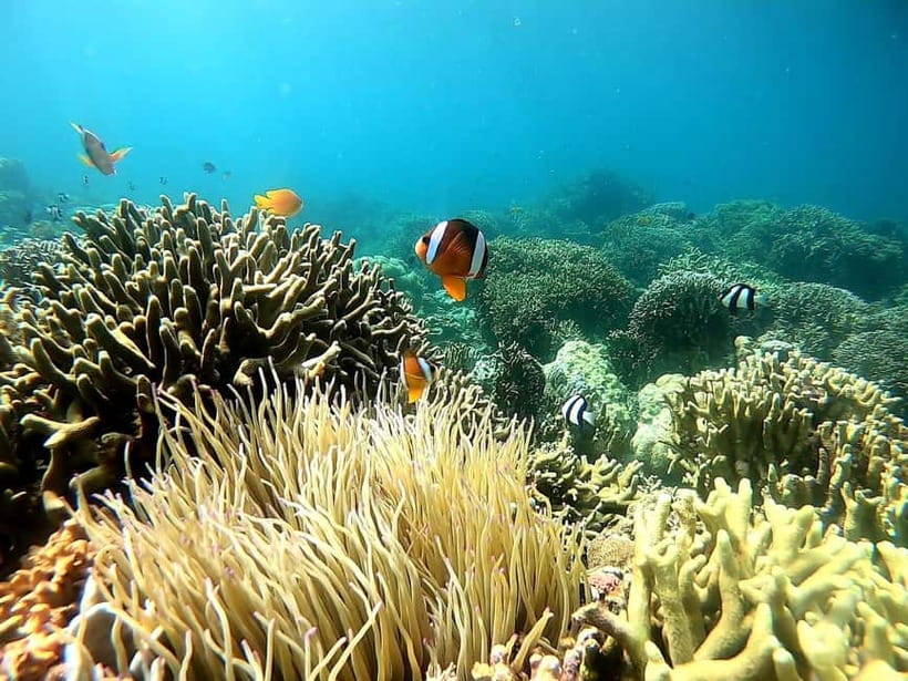 Oslob: Whale Shark Tour with Sumilon & Moalboal Snorkeling - Who will enjoy this long Cebu day?