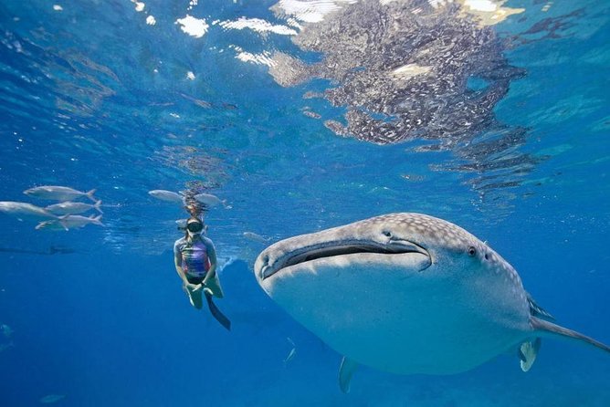 Oslob Whale Shark & Tumalog Falls & Kawasan Falls Canyoneering - Who should book this Cebu adventure?