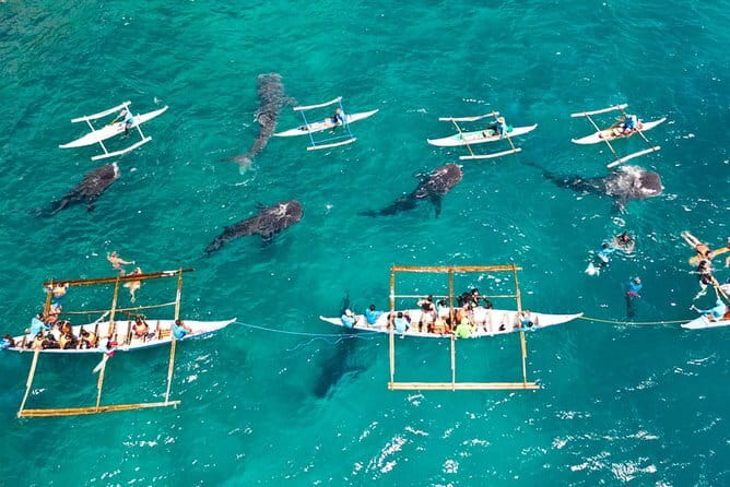 Oslob Whale Shark & Tumalog Waterfalls & Sumilon Sandbar - Why this Cebu day trip works