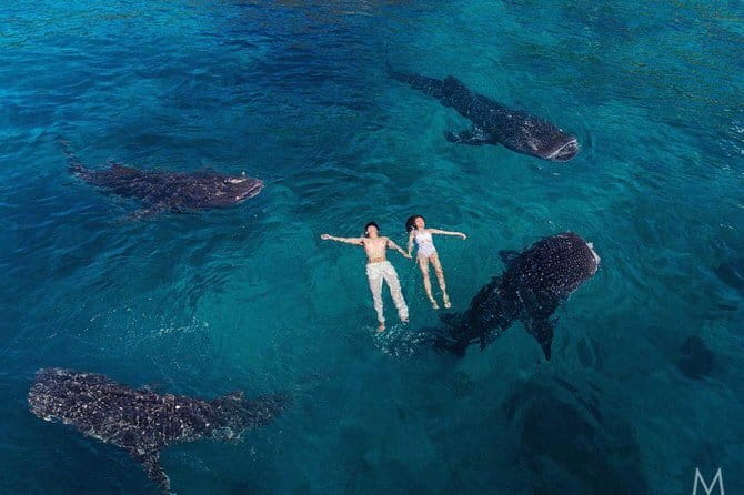 Oslob Whale Shark & Tumalog Waterfalls & Sumilon Sandbar - The one-hour Oslob whale shark encounter