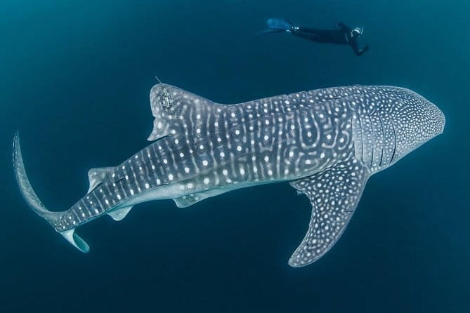 Oslob Whale Shark & Tumalog Waterfalls & Sumilon Sandbar - Weather, timing, and the long ride home