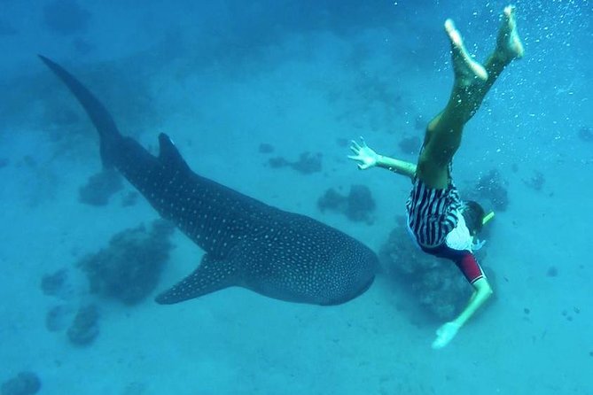 Oslob Whale Shark Watching - The 4 a.m. road south from Cebu City