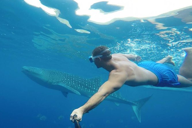 Oslob Whale Shark Watching - Guides and drivers can shape the whole day
