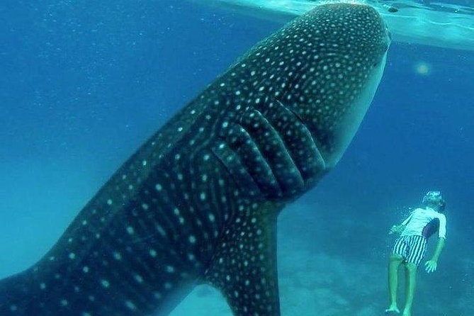 Oslob Whale Shark watching + Canyoneering Adventure Tour - Why this Cebu combination works