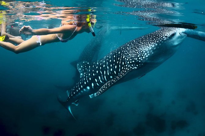Oslob Whale Shark Watching - Getting ready for the whale sharks in Oslob