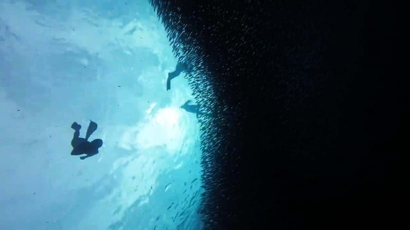 Oslob: Whale Sharks, Inambakan Falls & Moalboal Sardines - What the $132 price really covers