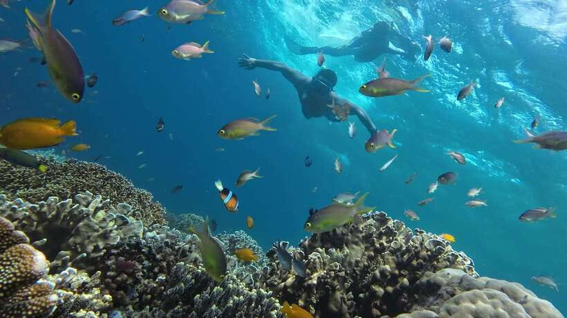 Oslob: Whale Sharks, Inambakan Falls & Moalboal Sardines - Final call: book it for variety, not relaxation