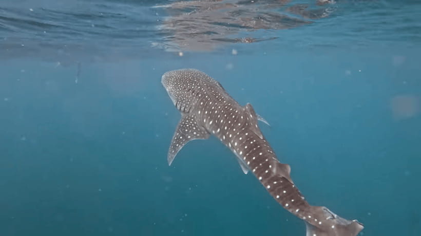 Oslob: Whale Sharks, Tumalog Falls & Sumilon Trio Adventure - Sumilon Island saves room for a slower afternoon