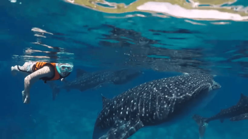 Oslob: Whale Sharks, Tumalog Falls & Sumilon Trio Adventure - What $103 covers, and where the value sits