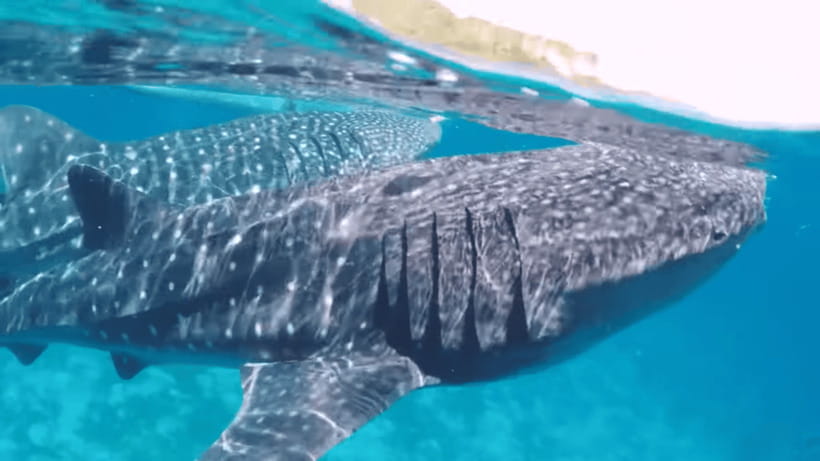 Oslob: Whale Sharks, Tumalog Falls & Sumilon Trio Adventure - Tumalog Falls brings a cool change of pace