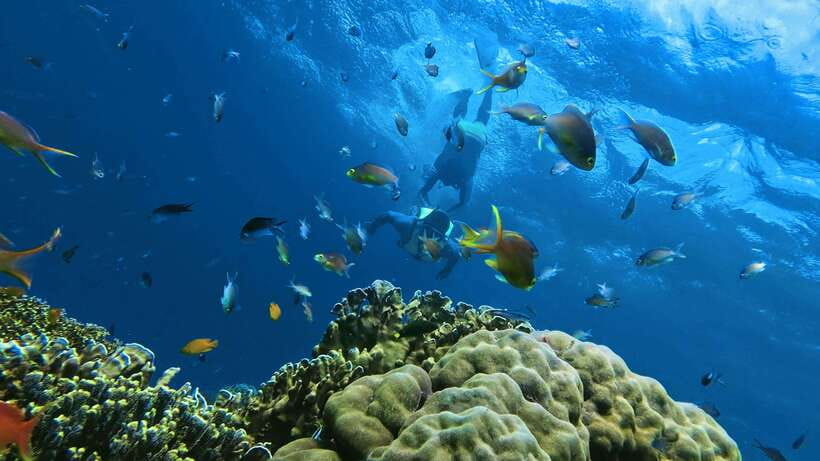 Oslob: Whaleshark Swimming, Inambakan Falls & Moalboal Tour - Key points to know before booking