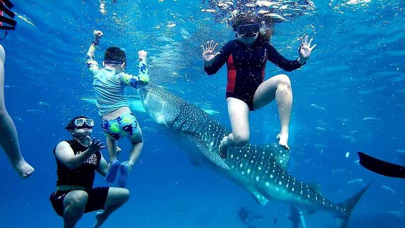 Oslob: Whaleshark Swimming, Inambakan Falls & Moalboal Tour - Guides, driving, and the private-tour advantage