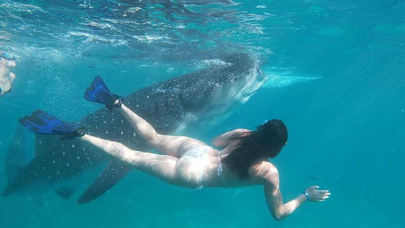 Oslob: Whaleshark Swimming, Tumalog Falls & Sumilon Island - Food, equipment, and what you actually pay for
