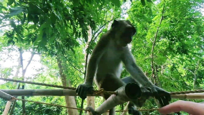 Oslob: Whaleshark Watching, Sumilon Island & Monkey Viewing - What this one-day Oslob trip is really like