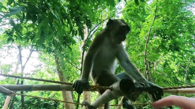 Oslob: Whaleshark Watching, Sumilon Island & Monkey Viewing - Sumilon Island is the day’s best reset