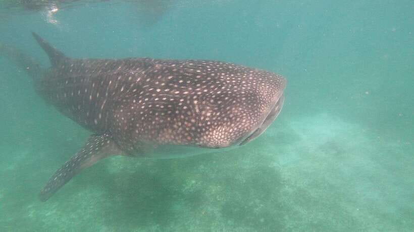 Oslob: Whaleshark Watching, Sumilon Island & Monkey Viewing - Oslob Cuartel gives the day a small history stop