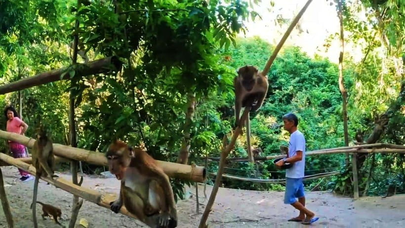 Oslob: Whaleshark Watching, Sumilon Island & Monkey Viewing - Monkey viewing is fun, but keep your expectations modest