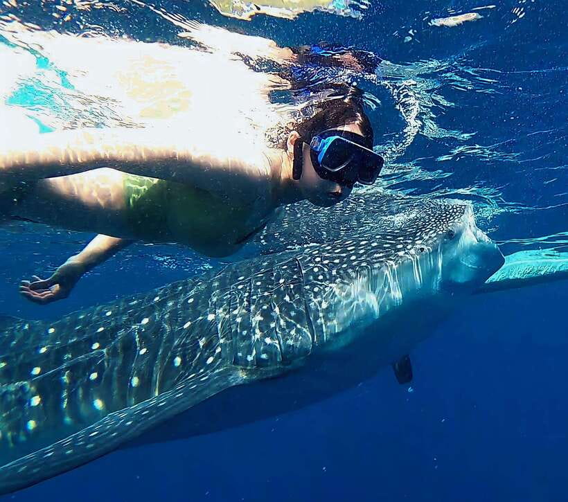 Oslob: Whaleshark Watching, Tumalog Falls & Sumilon Island - Whale sharks at Oslob