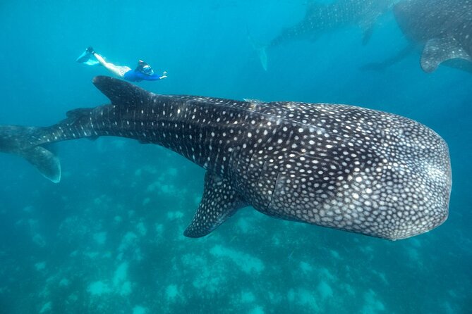 Oslob Whaleshark with Sumilon Island - Why the whale shark encounter sets the tone