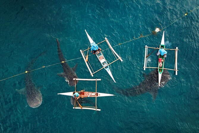 Oslob Whaleshark with Sumilon Island - Boljoon Church adds a historical stop