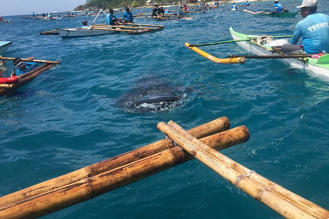Oslob WhaleSharks, Aguinid Falls & Kawasan Main (Gatorade) Falls - Why the Oslob whale-shark stop dominates the day