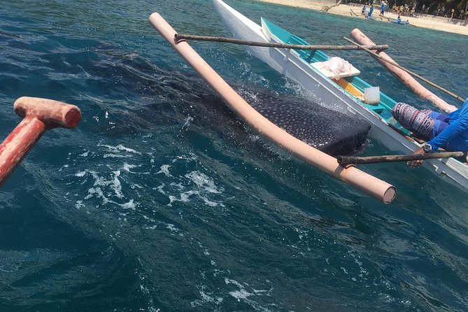 Oslob Whalesharks & Aguinid Falls w/ Sumilon Sandbar (3in1) - Meeting the whale sharks at Tan-awan