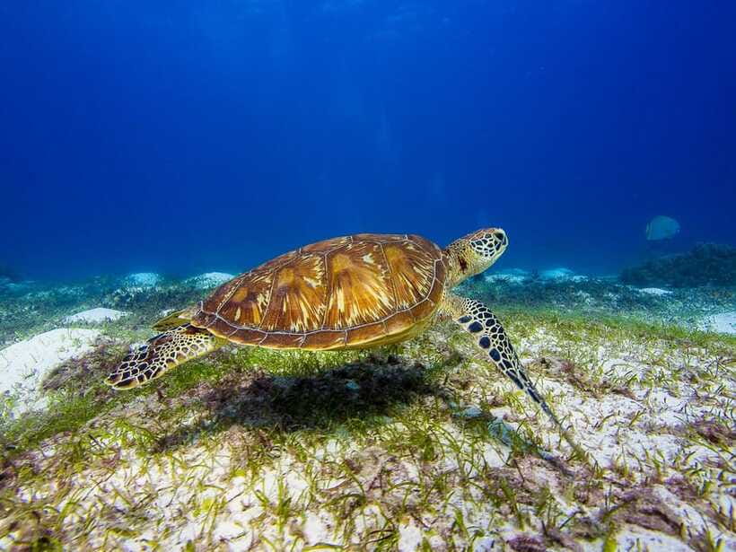 Pamilacan island: Dolphins, snorkel, lunch and walking tour - Walking past the Spanish fort and island homes