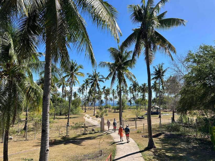 Pamilacan island: Dolphins, snorkel, lunch and walking tour - Booking details worth checking before you go