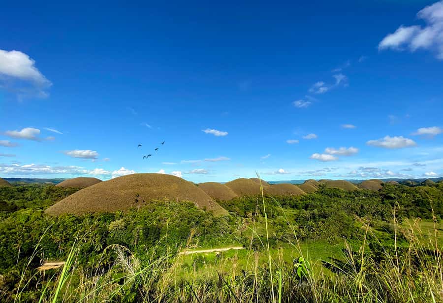 Panglao: Dao, Forests, and Tarsier Sanctuary Tour with Lunch - Key points to know before booking