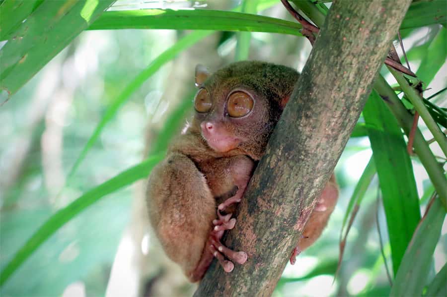 Panglao: Dao, Forests, and Tarsier Sanctuary Tour with Lunch - A full Bohol day with more than the usual postcard stops