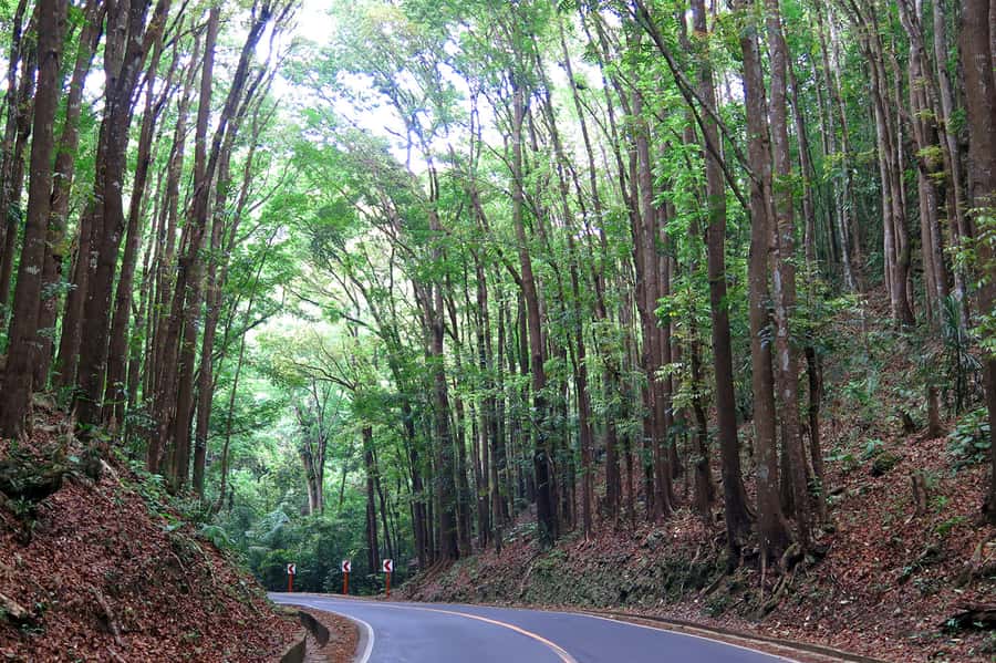 Panglao: Dao, Forests, and Tarsier Sanctuary Tour with Lunch - Man Made Forest: a ten-minute change in light