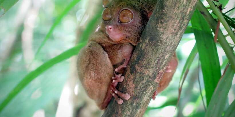 Panglao: Dao, Forests, and Tarsier Sanctuary Tour with Lunch - A family lunch beside the rice paddy