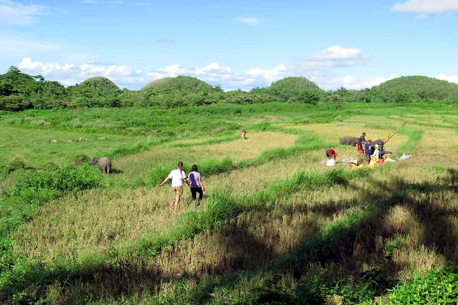Panglao: Dao, Forests, and Tarsier Sanctuary Tour with Lunch - Starting in Panglao and Tagbilaran