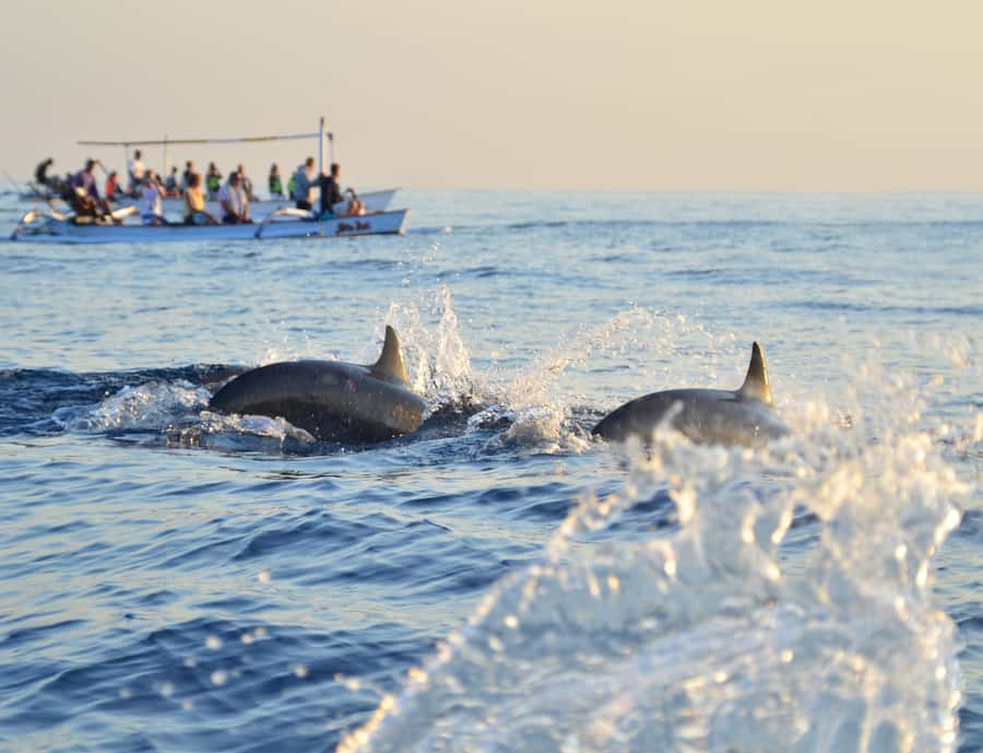 Panglao: Island Hopping w/Balicasag (Shared) - Booking details that matter