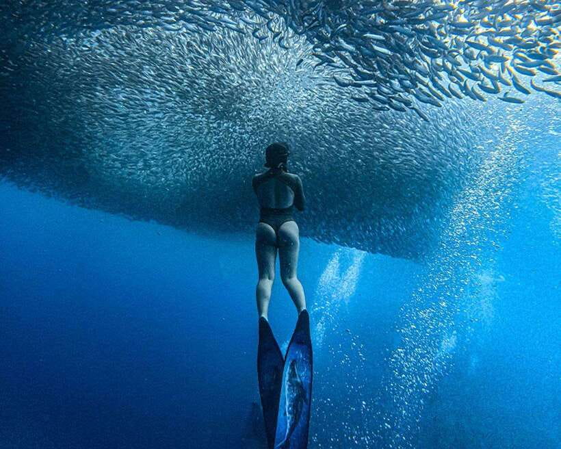 Panglao: Napaling Reef and Sardines Freediving Experience - Why Napaling Reef is Panglao’s signature water experience