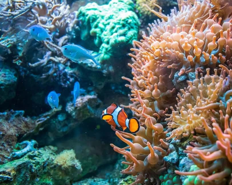 Panglao: Snorkeling at NapalingReef with Sardines Experience - The five-minute ride to the reef