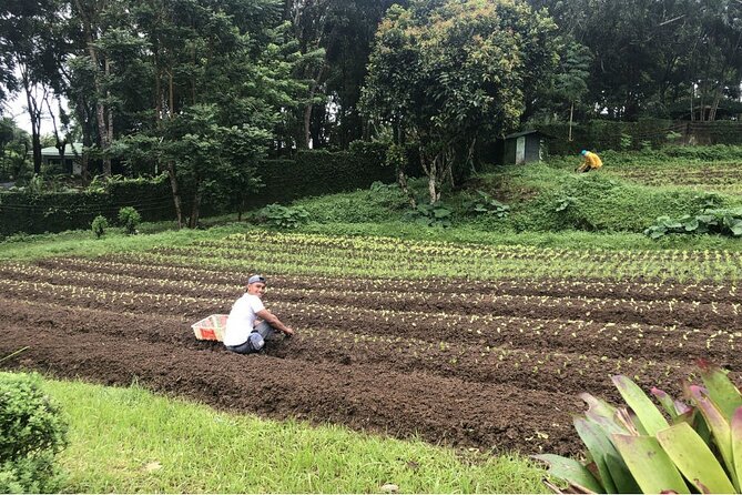 PanoramicTagaytay Ridge Tour from Manila - Gourmet Farms in Silang