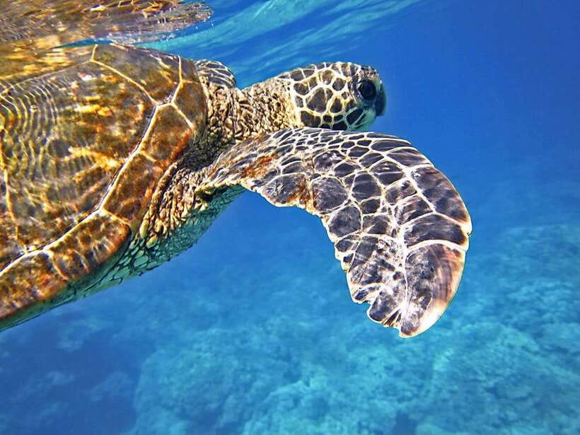 Port Barton: Island Hopping to Turtle Spot & Reef with Lunch - Why Port Barton works so well for a boat day