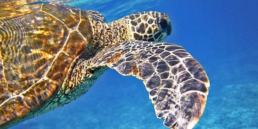 Port Barton: Island Hopping to Turtle Spot & Reef with Lunch - Practical booking advice for the seven-hour outing